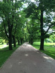Fototapeta na wymiar path in the park