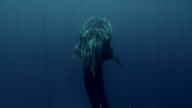 Big whale shark in blue water
