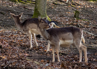 Naklejka na ściany i meble Two deer in the forest park - one watching me one ignoring me