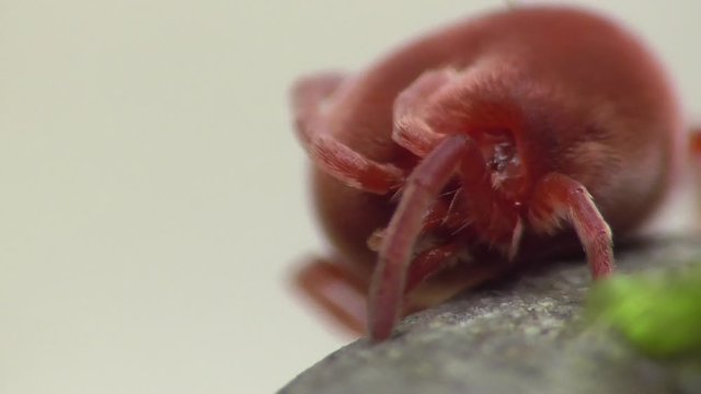 Trombidium holosericum. Rote Samtmilbe