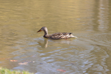 Female Anas platyrhynchos - Mallard duck swims on a pond and its reflection is in the water. The background is a nice bokeh.