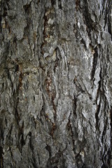 Naklejka premium old tree bark