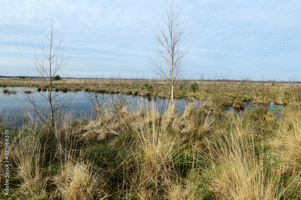 Poster Bogland in Germany - Oppenweher Moor (Diepholzer Moorniederung)