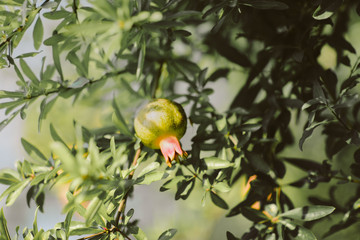 Apfel 