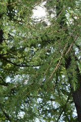 tree in forest    Pine