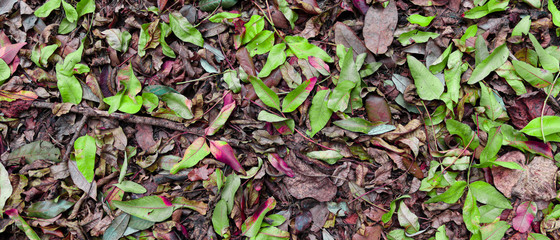 background of green leaves