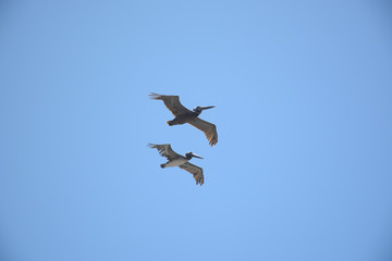 SANTA CRUZ, CALIFORNIA, USA - JULY 3, 2019: Birds flying over the ocean