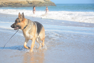 Fototapeta na wymiar SANTA CRUZ, CALIFORNIA, USA - JULY 3, 2019: Shepherd dog on Mitchell's Cove Beach