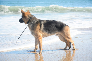 Fototapeta na wymiar SANTA CRUZ, CALIFORNIA, USA - JULY 3, 2019: Shepherd dog on Mitchell's Cove Beach