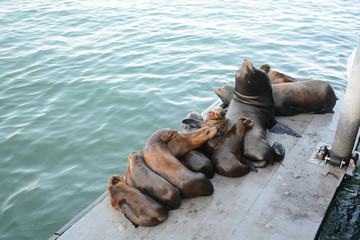 SANTA CRUZ, CALIFORNIA, USA - JULY 3, 2019: Seals relaxing on Santa Cruz Wharf bayside pier