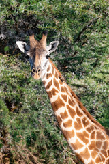 head and shoulder portrait of a giraffe