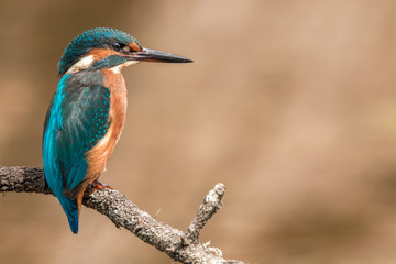Female kingfisher