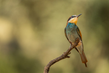 Bee-eater