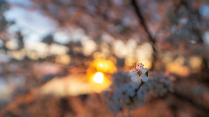 Cherry tree blossoms in sunset light