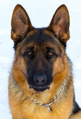 Dog german shepherd in a park in a winter day