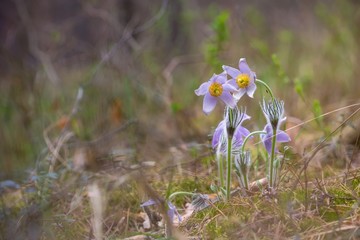 lumbago the first spring flowers in the forest