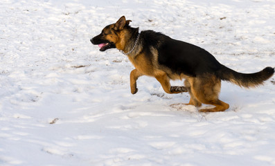 Dog german shepherd in a park in a winter day