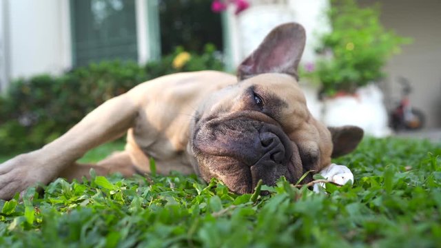 Dog lying on grass with rawhide at garden.
