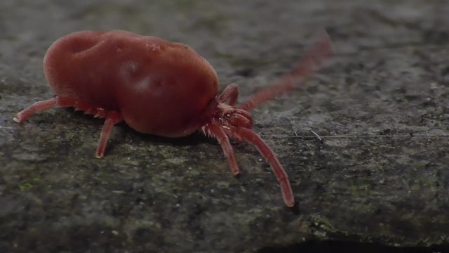 Trombidium holosericum. Rote Samtmilbe