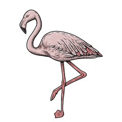 Exotic animal bird pink flamingo hawaii element