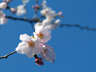 さくら　sakura