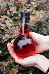 Bioactive liquid red substance, in a round flask, in the female hands of a biologist girl.