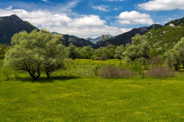 Fototapeta premium forest