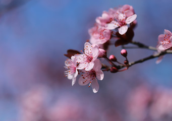 Beautiful spring flowers in blossom