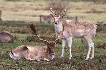 Naklejka na ściany i meble deer roaming around a country park in eland