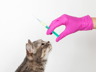 Cat at the reception of the vetinar, vaccinate, hands in medical gloves hold syringe with...