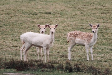 deer roaming around a country park in eland