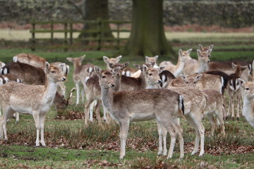deer roaming around a country park in eland