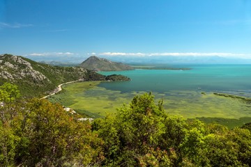 Fototapeta premium forest