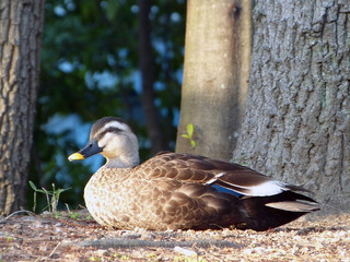 鴨　カモ　duck