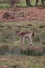 baby deer roaming around a counrty park england
