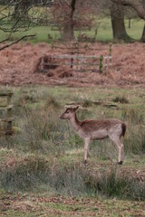 Naklejka na ściany i meble baby deer roaming around a counrty park england