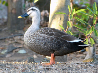 鴨　カモ　duck