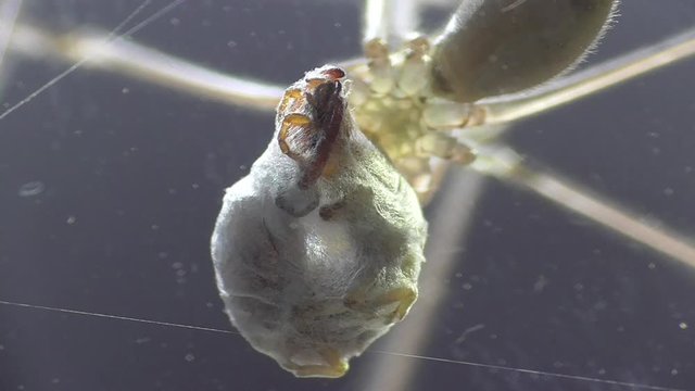 Gro&szlig;e Zitterspinne mit erbeutetem Ohrwurm