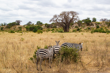Fototapeta na wymiar Family of zebras on the yellow grass of the savanna of Tarangire National Park, in Tanzania, with a baobab at the background