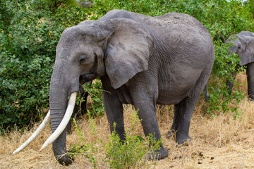 Fototapeta na wymiar Female elephant walking near a tree on the yellow grass of the savanna of Tarangire National Park, in Tanzania