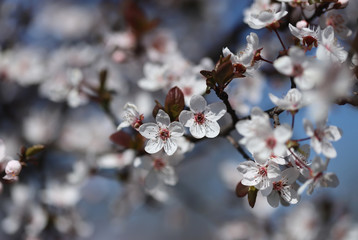 Beautiful spring flowers in blossom