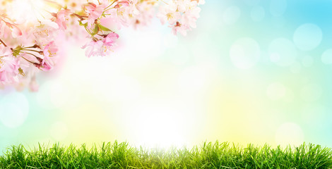 Plakat Pink cherry tree blossom flowers blooming in a green grass meadow on a spring Easter sunrise background.