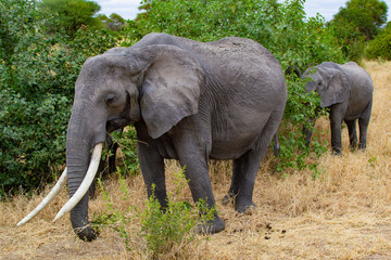Female elephant taking care of her baby around a tree on the yellow grass of the savanna of Tarangire National Park, in Tanzania