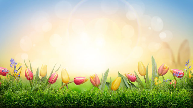 A sprinf background of colorful tulips and green grass lawn with a bright sun background