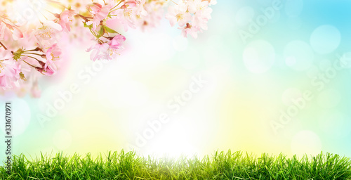 Pink cherry tree blossom flowers blooming in a green grass meadow on a spring Easter sunrise background.