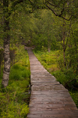 Obraz premium walkway through the treetops in a rain forest