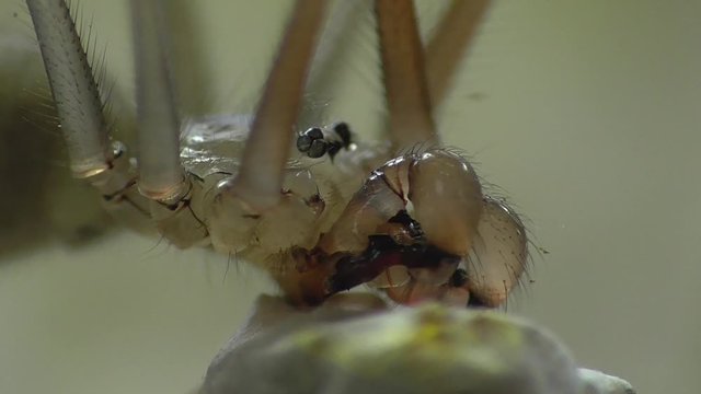 Gro&szlig;e Zitterspinne mit erbeutetem Ohrwurm