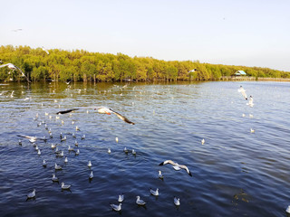 flock of birds on lake