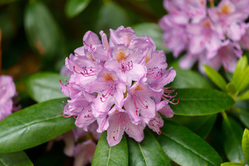 Big pink summer flower close up.