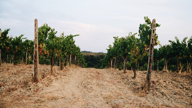 wine in Itlay